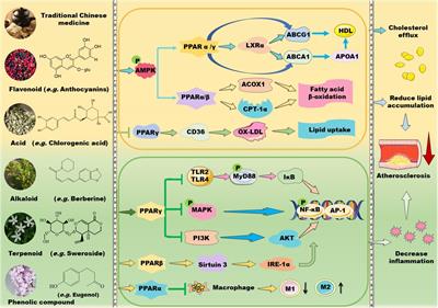 Natural products in atherosclerosis therapy by targeting PPARs: a review focusing on lipid metabolism and inflammation